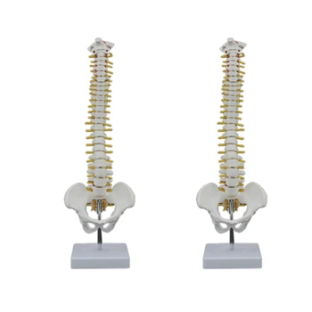 2 ЕЛЕМЕНТА 45 СМ Човешкия гръбначен Стълб С Модела на Таза Анатомическая Анатомия на Човека Модел на гръбначния Стълб Модел на Гръбначния Стълб + Гъвкава Поставка
