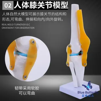 Функционален модел на коляното на човека: образователна модел активност крестообразных ставните връзки на менискуса, капачката на коляното костите, патела